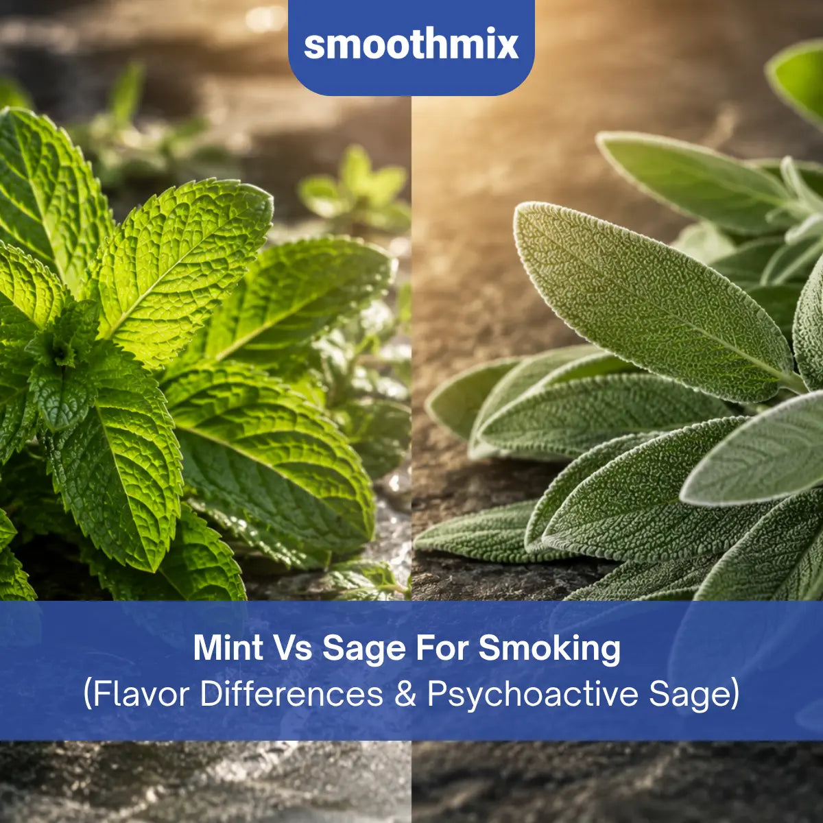 Users that like the smell of freshness, a light flavor, and coolness usually go for mint blends. If users prefer the smell of earth and herbal flavors in their mouth, then sage blends might be the better option for them